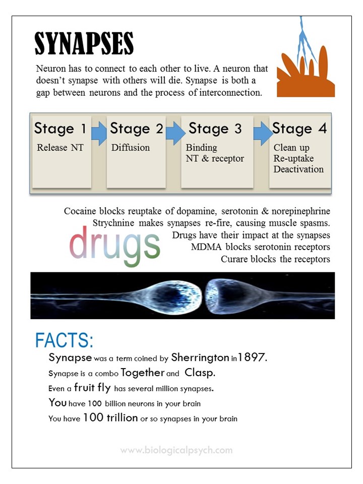 Infographic about Synapses