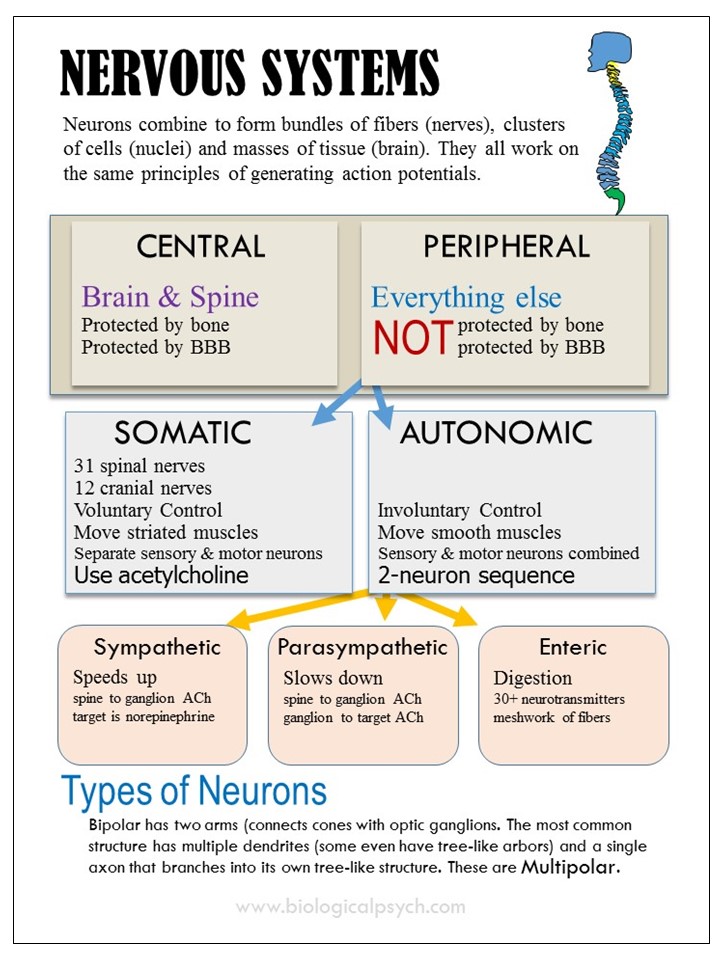 Infographic about nervous systems
