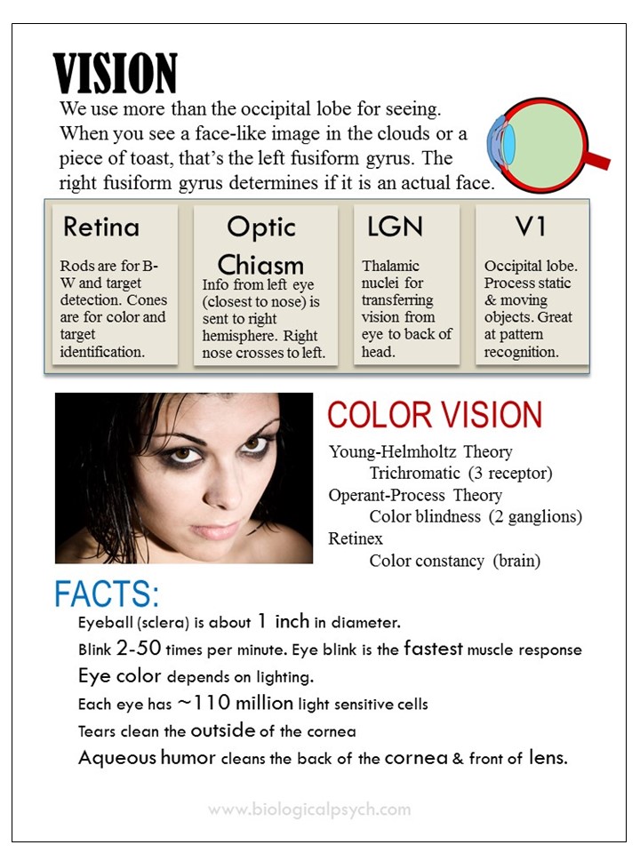 Infographic about Vision