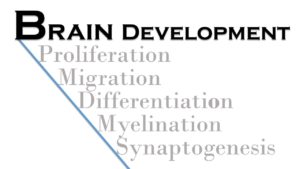 Brain Develoopment
