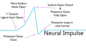 Neural Impulse