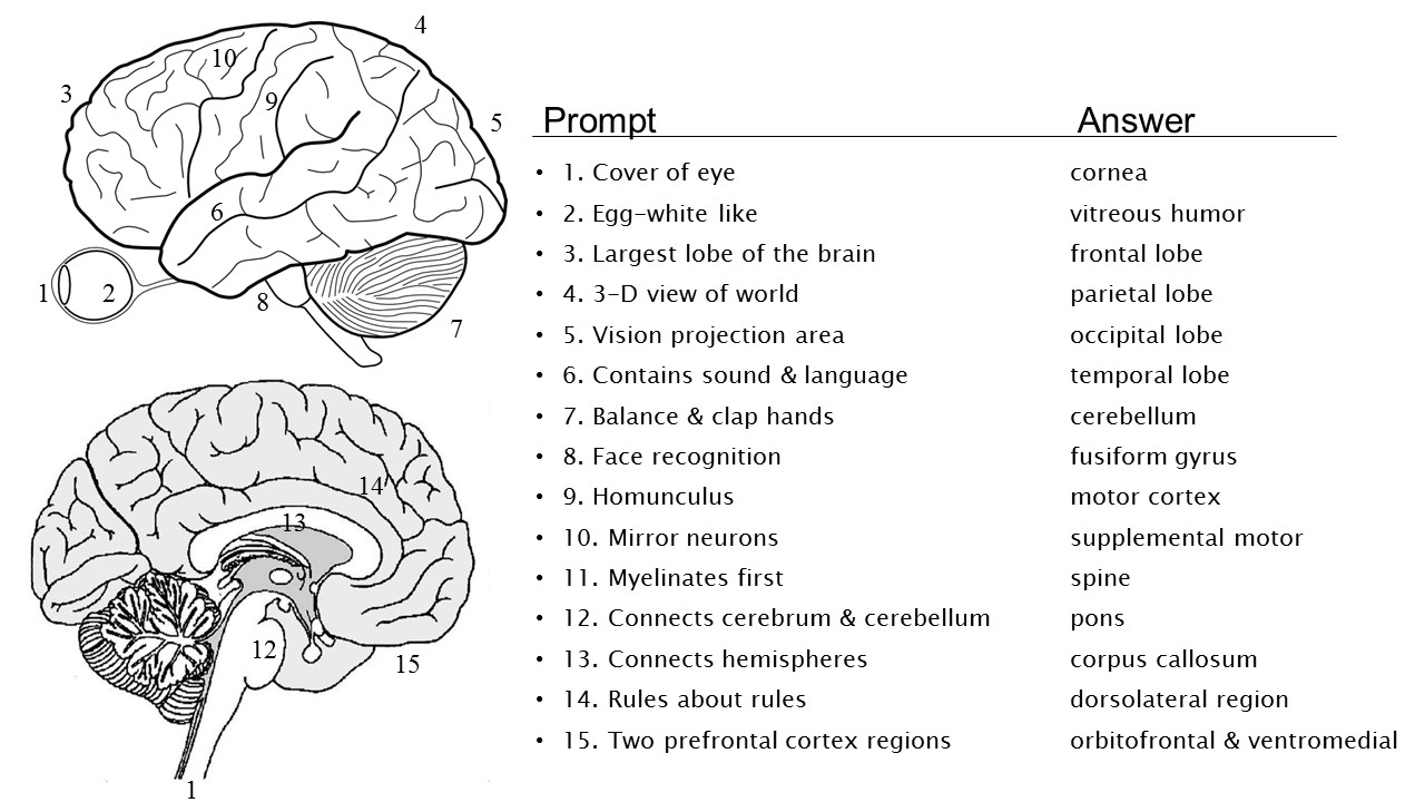 brain-quiz-biologicalpsych
