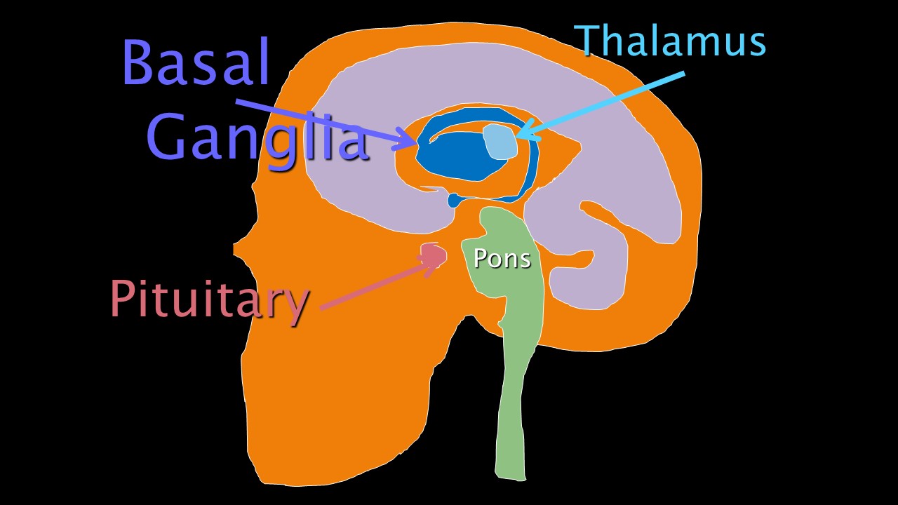 18. Basal Ganglia and Skills – biologicalpsych.com